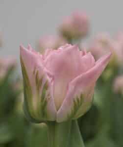 10132322_Dreamer_Hobaho_Beeldbank_(2)_mid