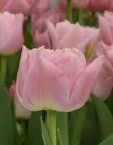 15834_Tulipa_Dreamer__Hobaho_Beeldbank(2)