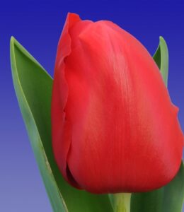 205_Tulp_Red_Light_(close-up)_Remarkable_Tulips