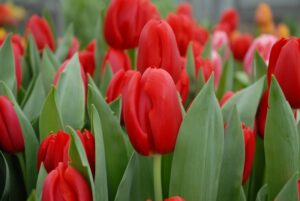 205_Tulp_Red_Light_(veld)3_Remarkable_Tulips