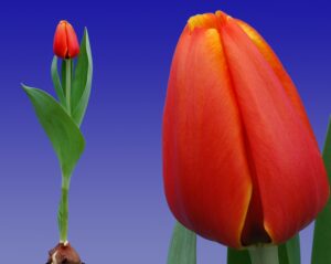 206_Tulp_Triple_A_(combi_plant_en_bloem)_Remarkable_Tulips