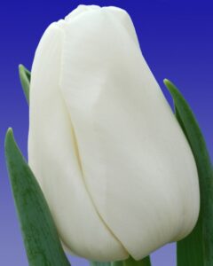 207_Tulp_Update_(close-up)_Remarkable_Tulips