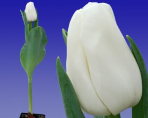 207_Tulp_Update_(combi_plant_en_bloem)_Remarkable_Tulips