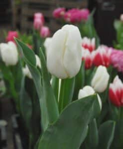 207_Tulp_Update_(veld)1_Remarkable_Tulips