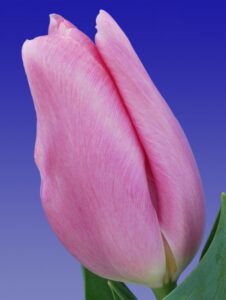 250_Tulp_Signum_(close-up)_Remarkable_Tulips