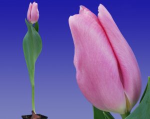 250_Tulp_Signum_(combi_plant_en_bloem)_Remarkable_Tulips
