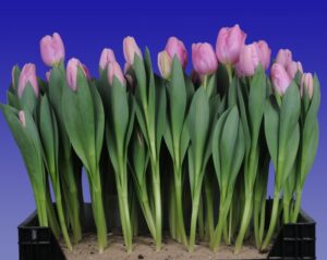 250_Tulp_Signum_(marktbroei)_Remarkable_Tulips