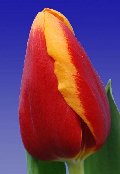 251_Tulp_Spirit_(close-up)_Remarkable_Tulips