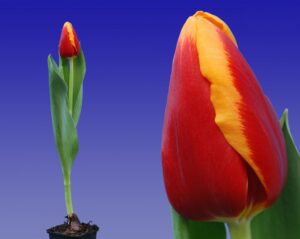 251_Tulp_Spirit_(combi_plant_en_bloem)_Remarkable_Tulips