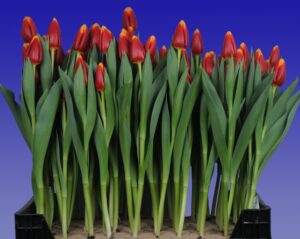 251_Tulp_Spirit_(marktbroei)_Remarkable_Tulips
