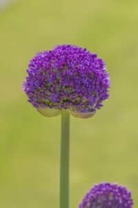 Allium_Ambassador_Hobaho_Beeldbank_(10)_mid