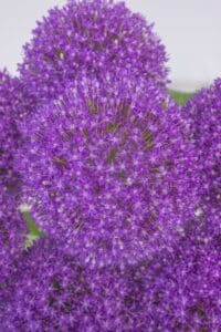 Allium_Ambassador_Hobaho_Beeldbank_(20)_mid