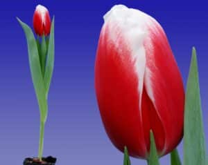 Energy4all_(combi_plant_en_bloem)