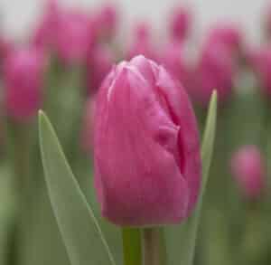 Jumbo_Pink_Hobaho_Beeldbank_1_mid
