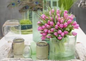 Jumbo_Pink_Hobaho_Beeldbank_6(1)