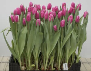Jumbo_Pink_Hobaho_Beeldbank_mid