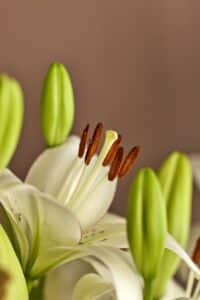 Lilium-Eyeliner-3150