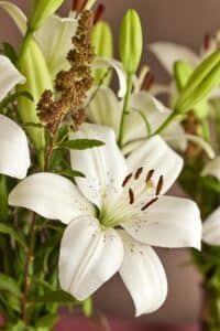 Lilium-Eyeliner-3152