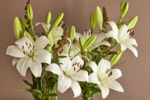 Lilium-Eyeliner-3153