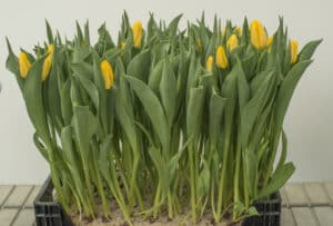 Lions_Glory_Hobaho_Beeldbank(1)