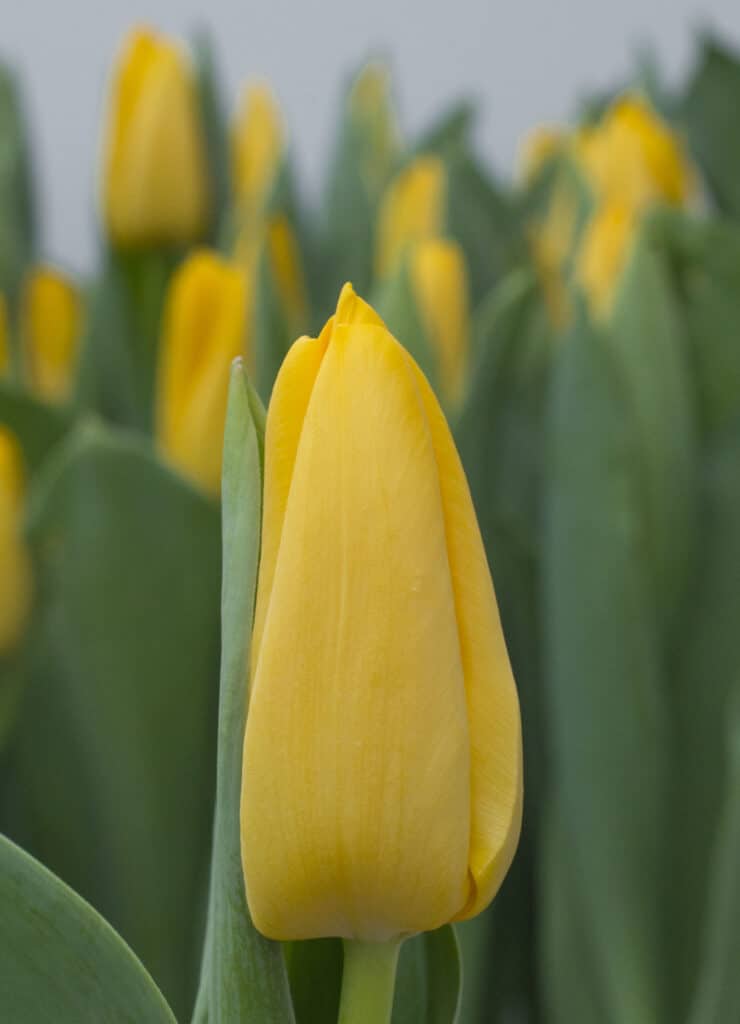 Lions_Glory_Hobaho_Beeldbank_(1)