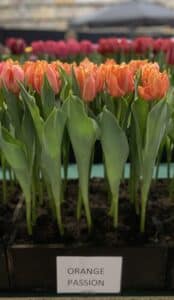 Orange Passion