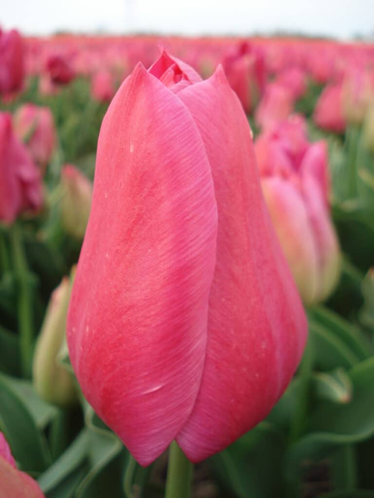 Sweet Rosy (2)