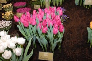 sweet rosy breezand 2012