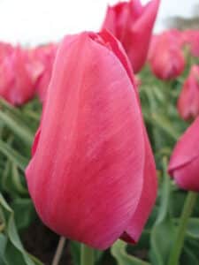 Sweet Rosy 4