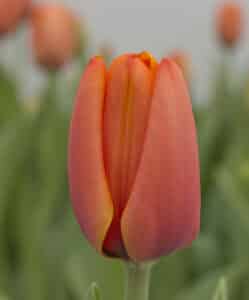 Triple A_Hobaho Beeldbank (2)