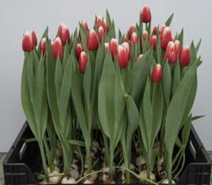 Tulipa Energy4All _Hobaho Beeldbank