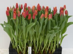 Tulipa Strong Energy_Hobaho Beeldbank (2)