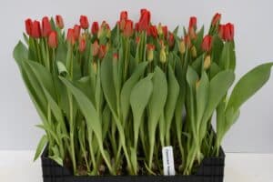 Tulipa_Caractere_Rouge_Hobaho_Beeldbank_(2)_Low