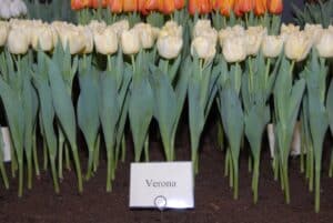 verona creil 2012