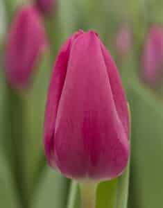 Pink Ardour_Hobaho Beeldbank (2)