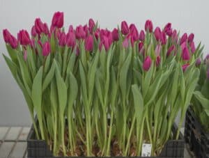 Pink Ardour_Hobaho Beeldbank